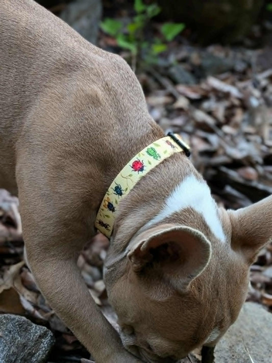 Garden Gallery Collar