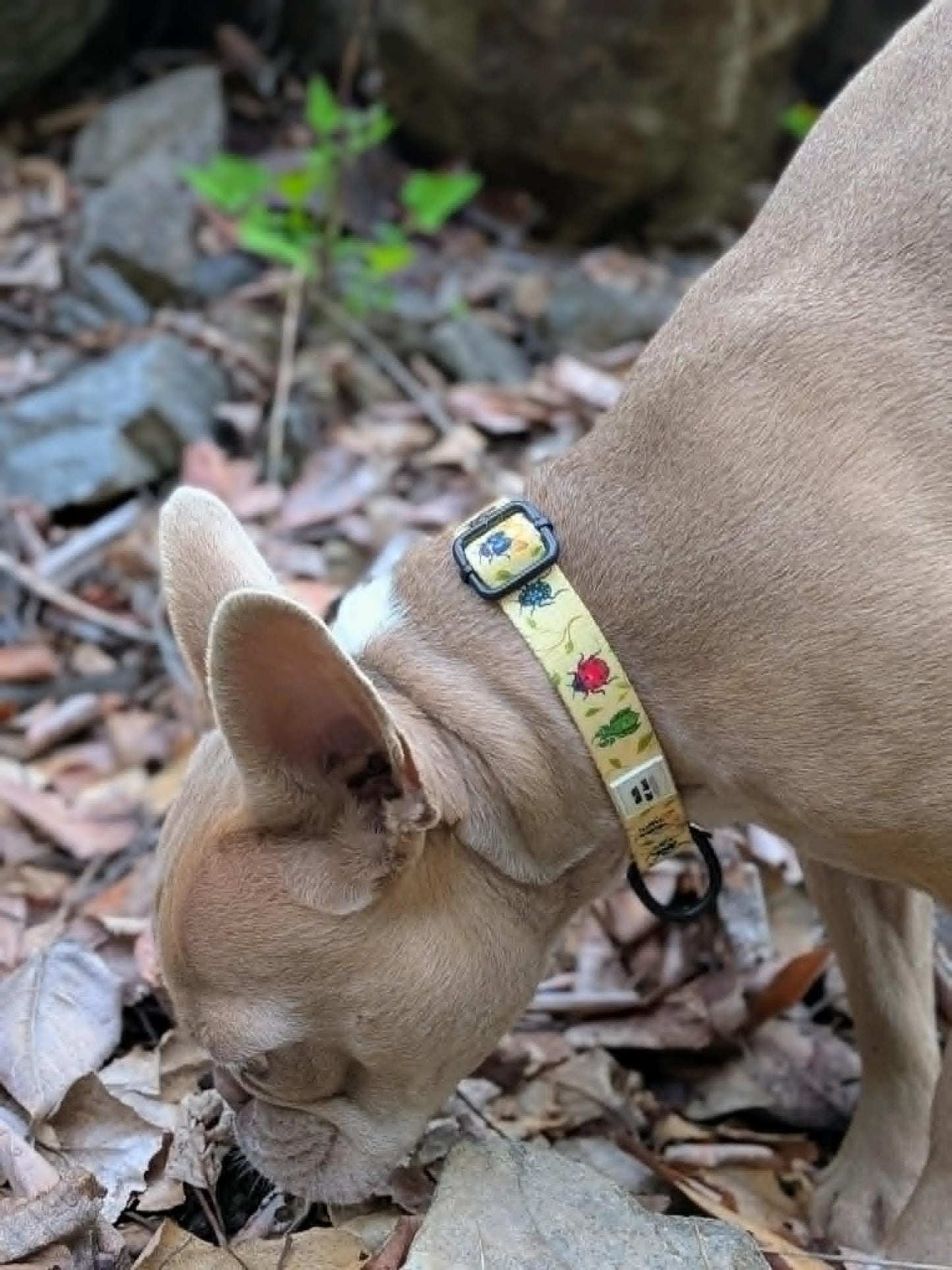 Garden Gallery Collar