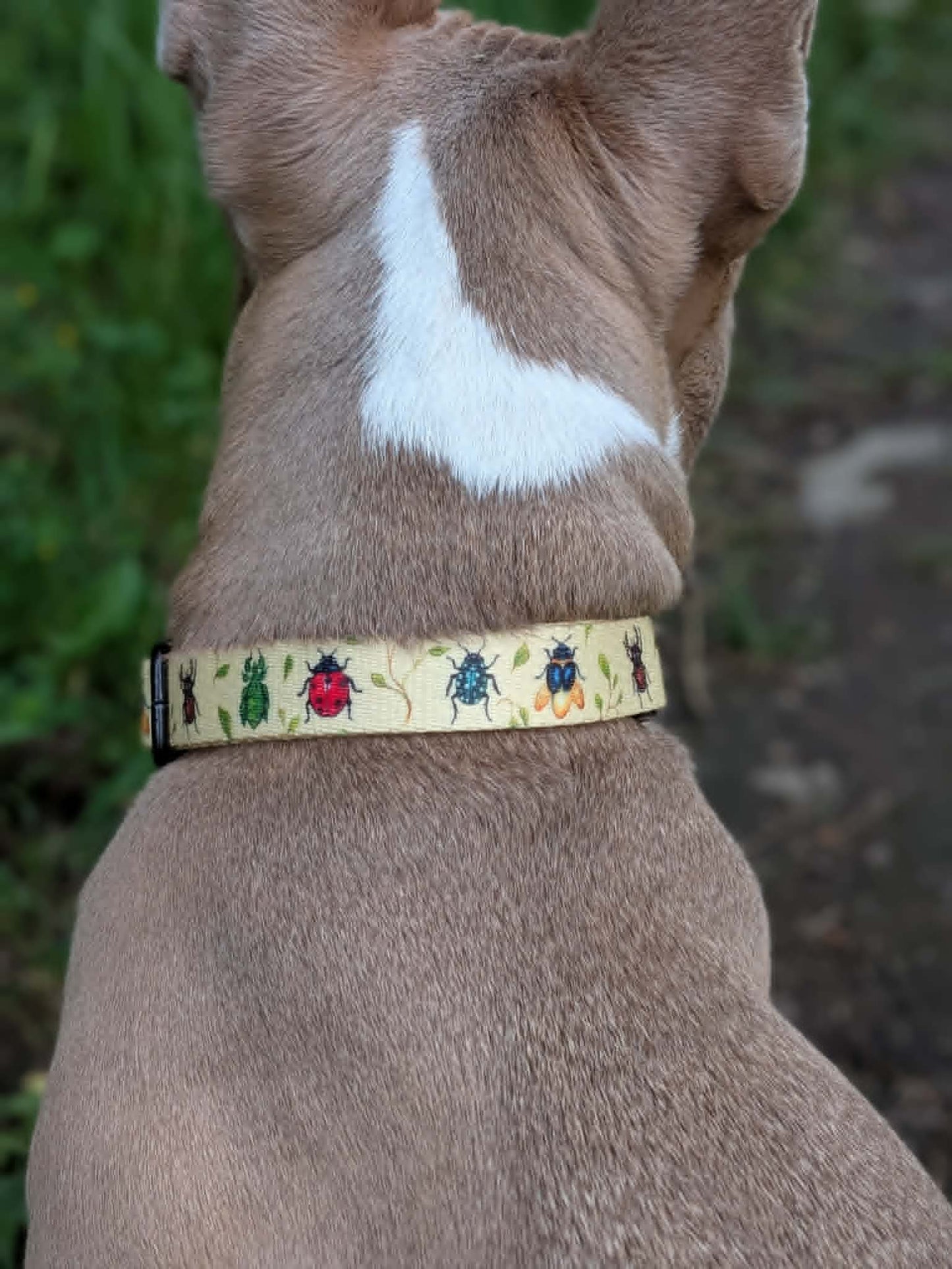 Garden Gallery Collar